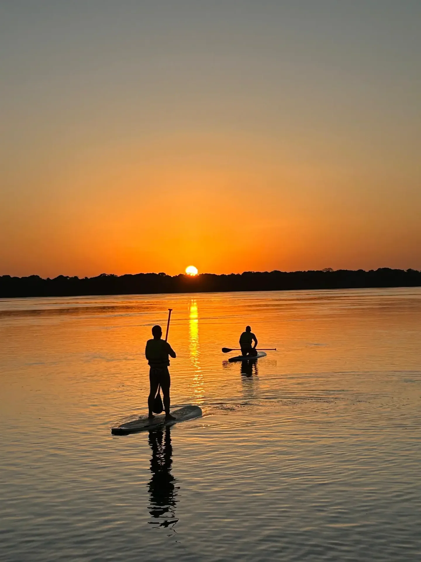 Peixes-boi na Amazônia